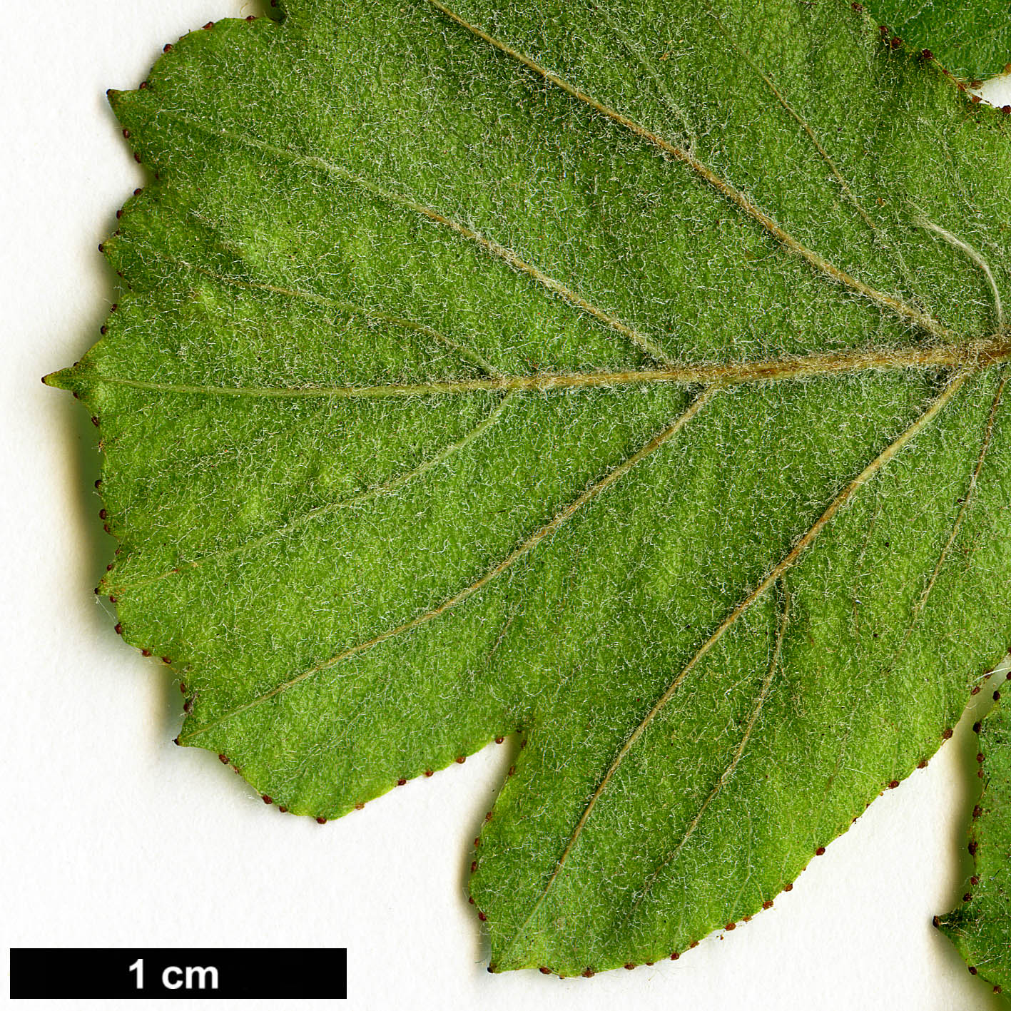 High resolution image: Family: Rosaceae - Genus: Crataegus - Taxon: lassa - SpeciesSub: var. colonica